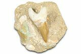 Otodus Shark Tooth Fossil in Rock - Morocco #376137-1
